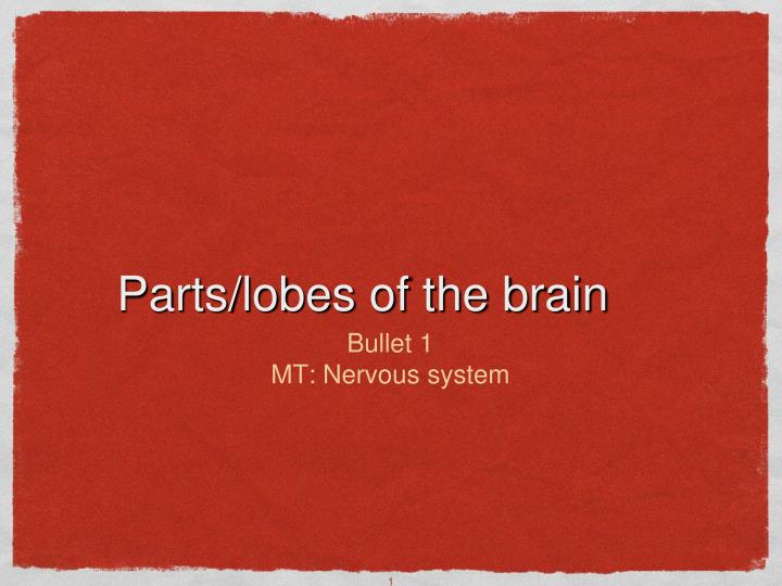 parts lobes of the brain