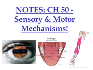 NOTES: CH 50 - Sensory &amp; Motor Mechanisms!