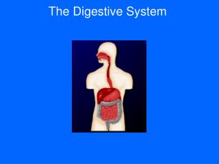 The Digestive System