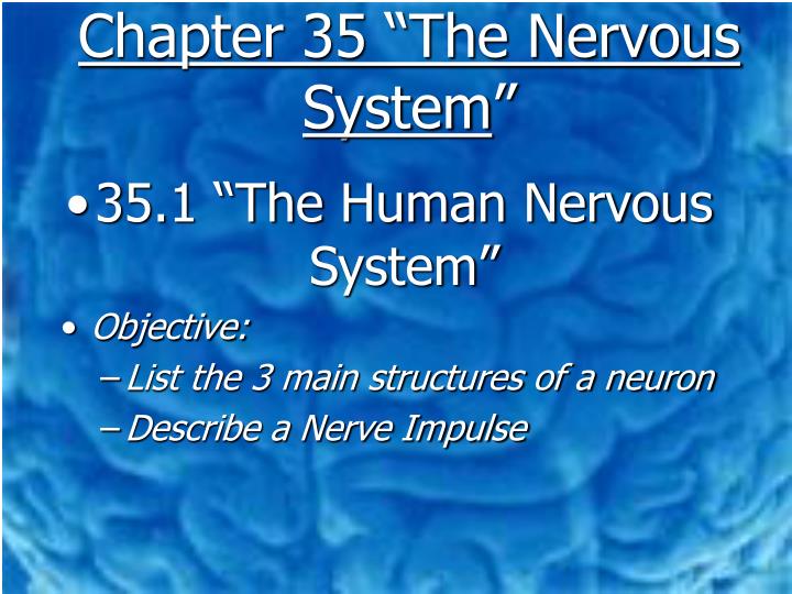 chapter 35 the nervous system