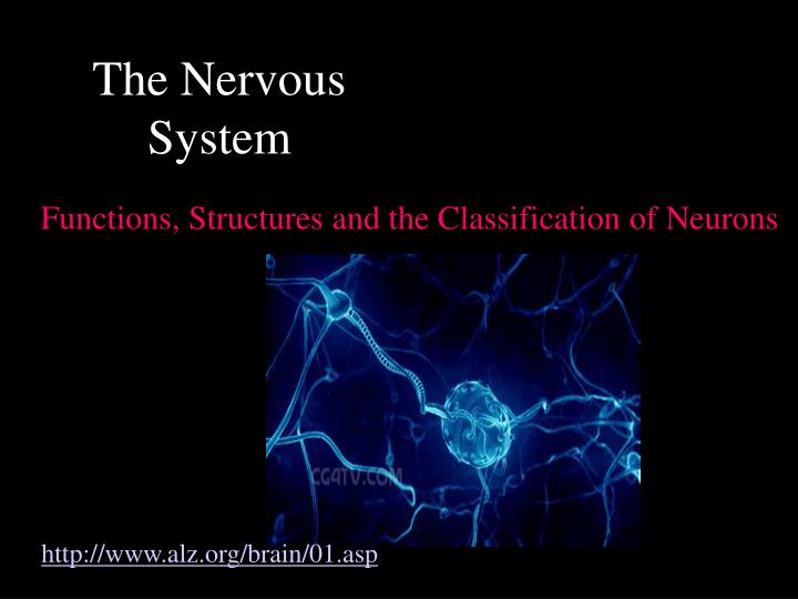 the nervous system