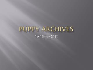 Puppy Archives