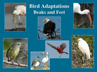 Bird Adaptations Beaks and Feet